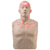 Aero Healthcare BRAYDEN Pulse CPR Manikin (With Lights)